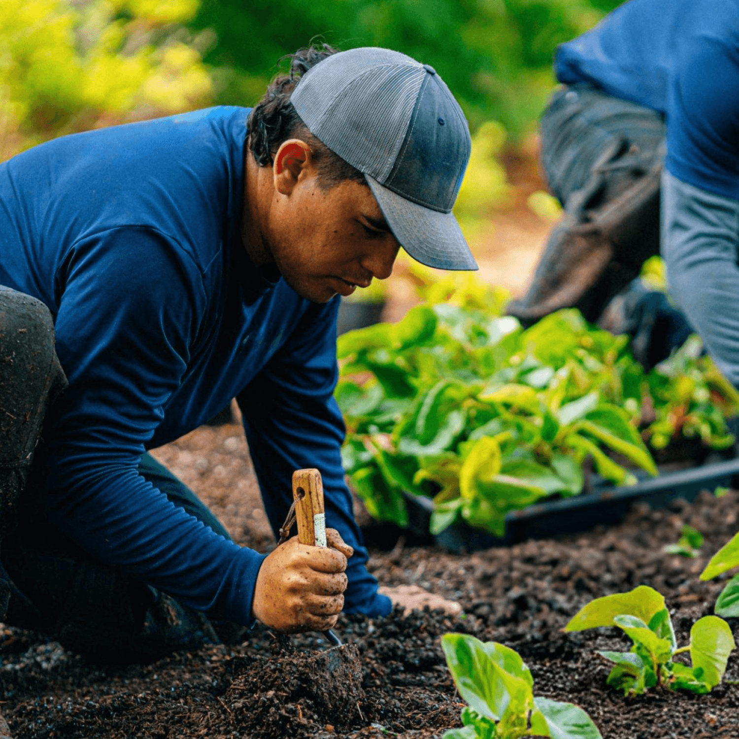 Man planting a garden